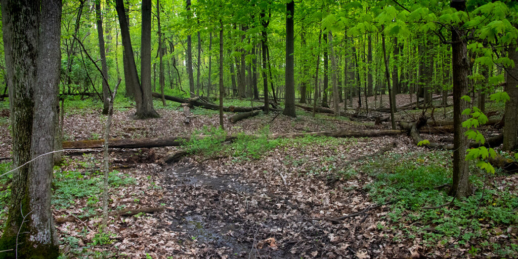 woods with fallen trees